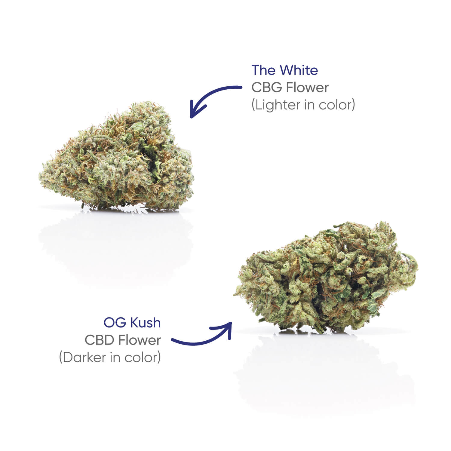 Hhemp.co 4g CBG+CBD Jar - The White + OG KUSH