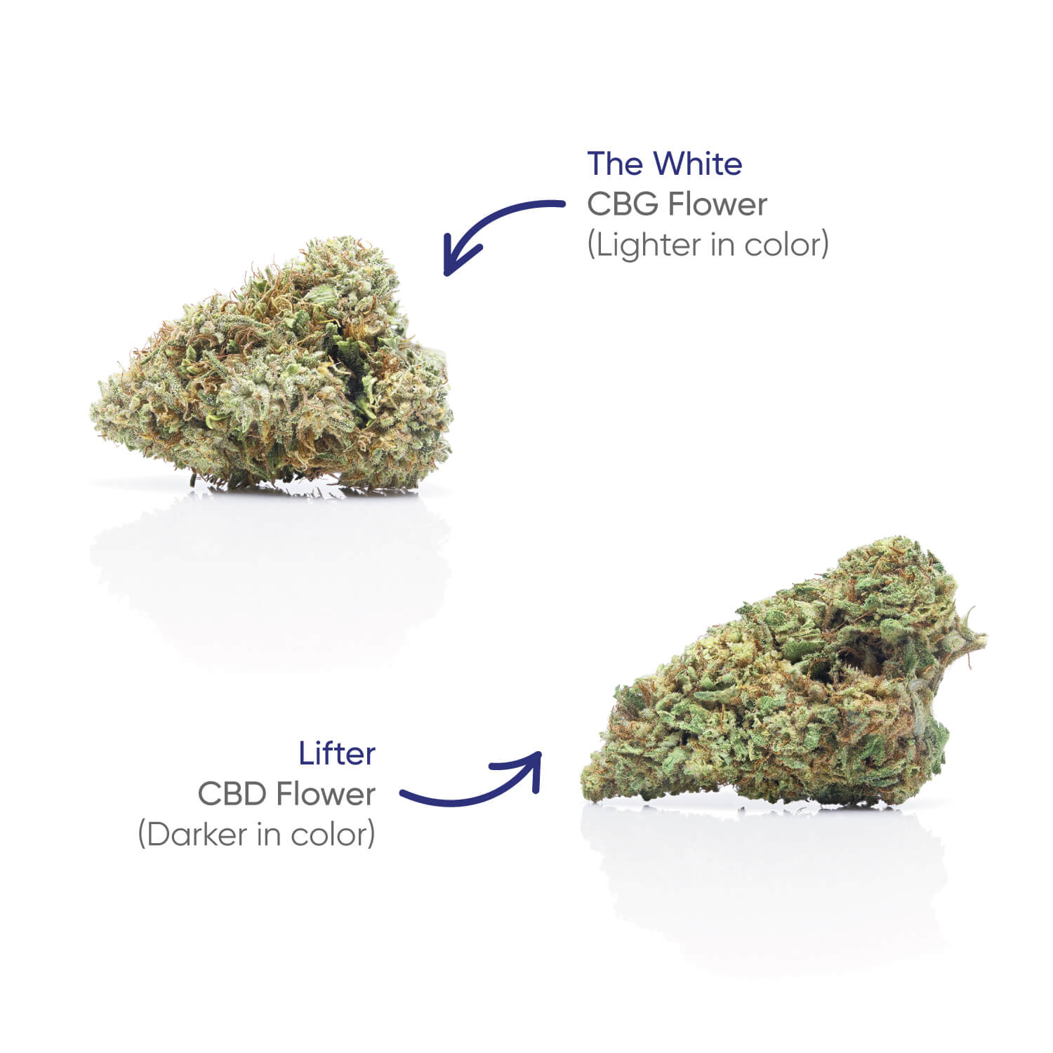 Hhemp.co 4g CBG+CBD Jar - The White + Lifter